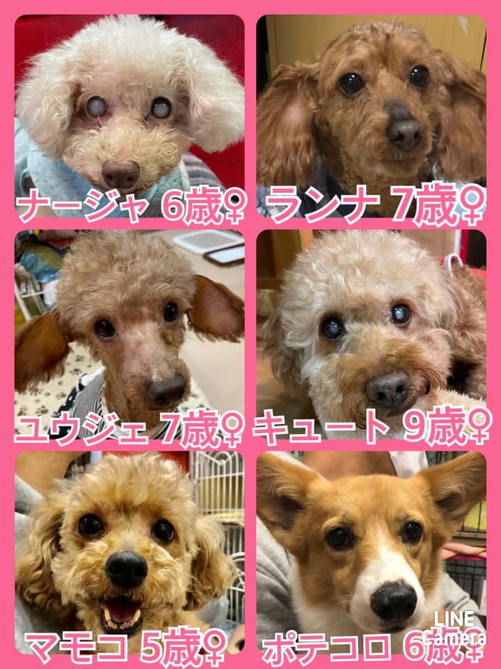 🐾今日の里親様募集中ワンコ🐶メンバーです🐾2021,3,26